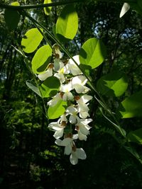 White flowers growing on tree