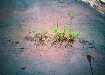 Plant growing in water