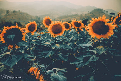 Close-up of sunflower on field