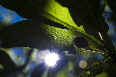 Close-up of plant against bright sun