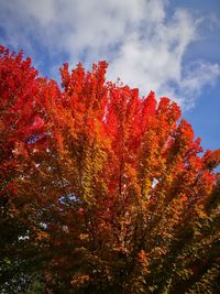 Low angle view of red flower tree against sky