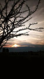 Silhouette tree on beach against sky during sunset