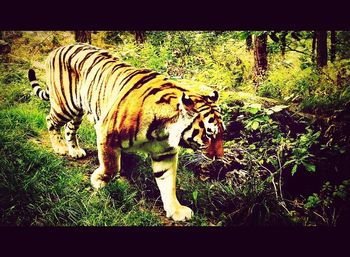 Zebra grazing on field