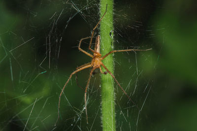 Close-up of spider on web