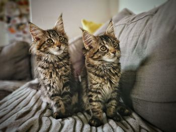 Portrait of cats relaxing at home