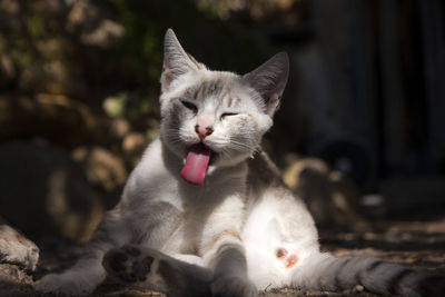 Close-up of cat yawning