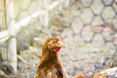 Close-up of rooster on farm