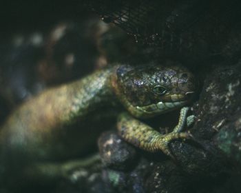 Close-up of lizard on rock