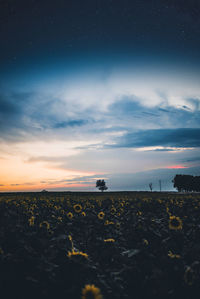 Scenic view of field against sky during sunset