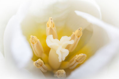 Close-up of flower against blurred background