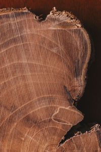 Close-up of dried plant