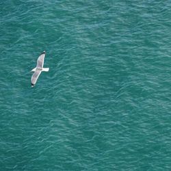 High angle view of bird flying over sea