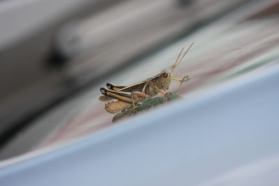 Close-up of insect