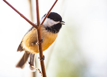 Close-up of bird perching on twig