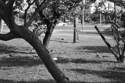 Bare trees on grassy field