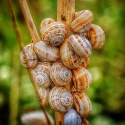 Close-up of snail