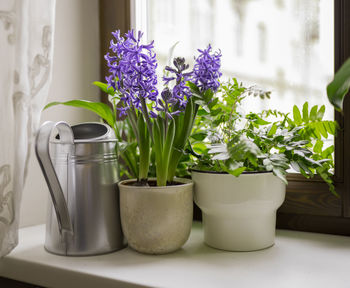 Close-up of potted plant in vase