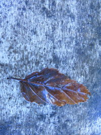 Plant in water