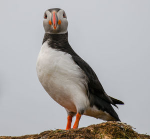 Close-up of bird perching on rock against sky