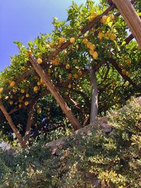 Low angle view of fruits on tree against sky