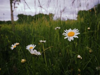 Close-up of white flowering plants on field