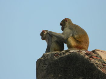 Low angle view of monkey sitting on rock against sky