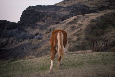 View of a horse on field