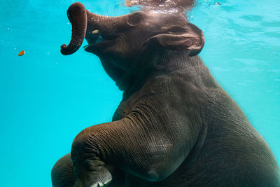 Horse in swimming pool