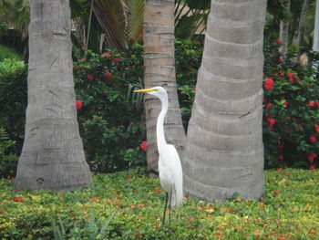 View of white flowering plants