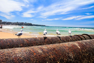 Seagulls on beach