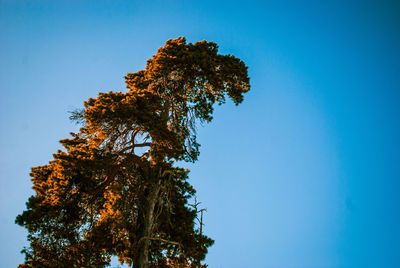 Low angle view of tree against clear blue sky