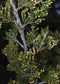 Close-up of pine tree on plant