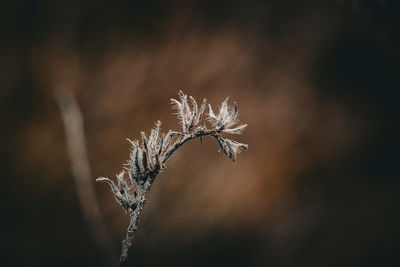 plant