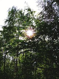 Low angle view of sunlight streaming through trees in forest