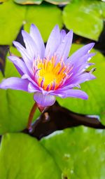 Close-up of purple water lily