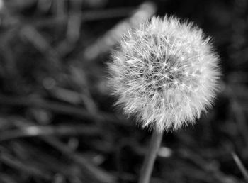 Close-up of dandelion flower