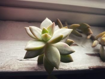 Close-up of succulent plant