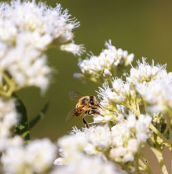 Close-up of bee pollinating on flower