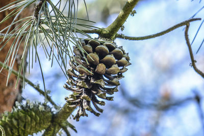 Low angle view of pine tree branch