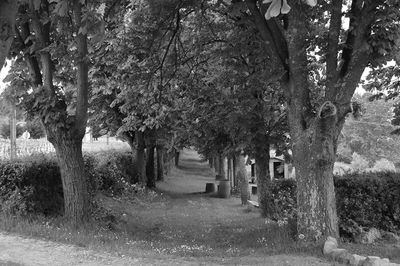 Pathway along trees