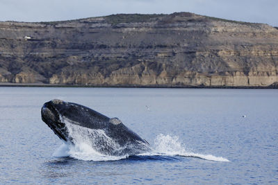 Southern right whale, eubalaena australis, valdes peninsula, argentina