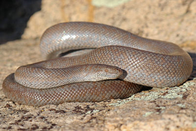 Close-up of snake