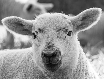 Portrait of new born lamb focusing on head nose and ears in green field 