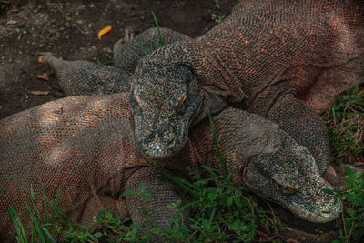 Komodo dragon one of the majestic animal