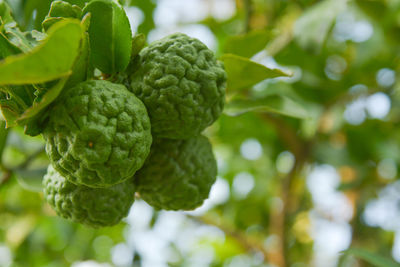 Close-up of fresh green plant