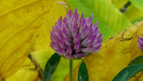 Close-up of purple flower