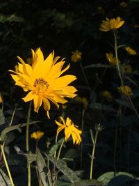 Close-up of yellow flowers blooming on field