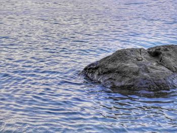 High angle view of duck swimming in sea