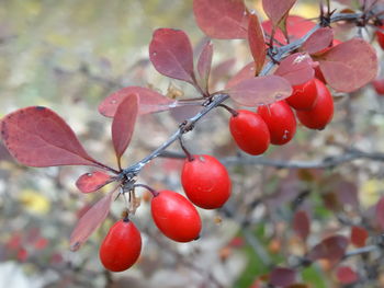 Close-up of red berries growing on tree