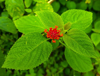 Close-up of red flowering plant